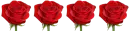 line with roses