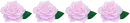 line with roses