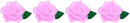 line with roses