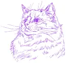 cat