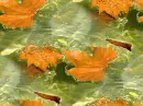 Autumn ~ background ~ fg