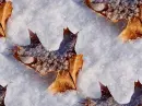 Autumn ~ background ~ fg