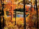 Autumn ~ background ~ fg
