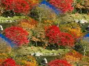 Autumn ~ background ~ fg