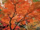 Autumn ~ background ~ fg