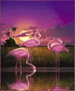 flamingos