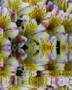 alstroemerias