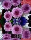 dahlias