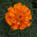 Marigold