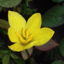 Yellow Rain Lily