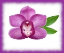 purple orchid