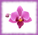purple orchid