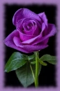 purple rosa