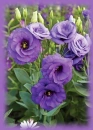 purple lisianthus