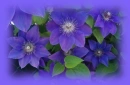 blue clematis