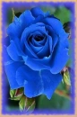blue rosa