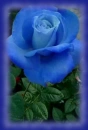 blue rosa