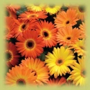 orange gerbera