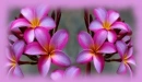 pink plumeria