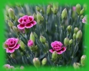 dianthus