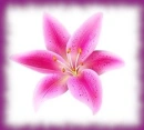 pink lily