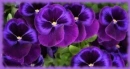 purple pansy