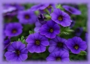 purple petunias