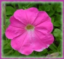 pink petunia