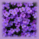purple flowers