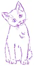 cat