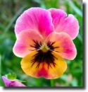 pansy