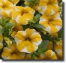 petunias