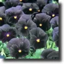 black pansy