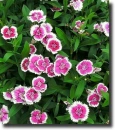 dianthus
