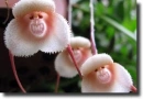 monkey orchids