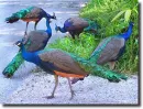 peacocks