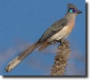 crested coua