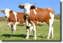 cows