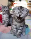 cute kitty