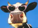 pretty cow