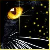 Black Cat