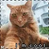 Cool cat