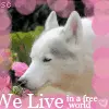 We live in a free world
