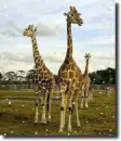giraffe