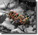 grasshopper