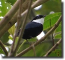 manakin