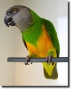 senegal parrot
