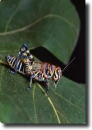 grasshopper