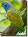 blue-headed parrot