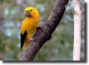 golden conure